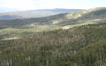 dead aspens trees throughtout a forest